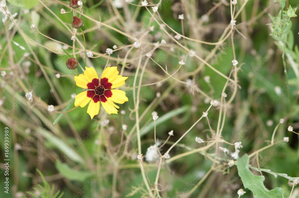 Yellow flower 