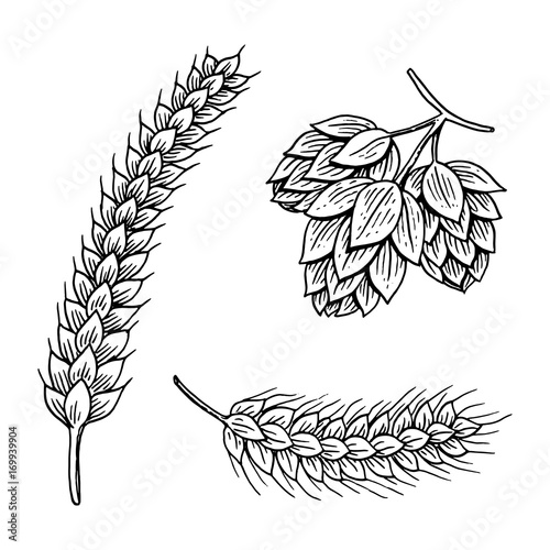 Leinwand Poster Barley and wheat, malt and hops