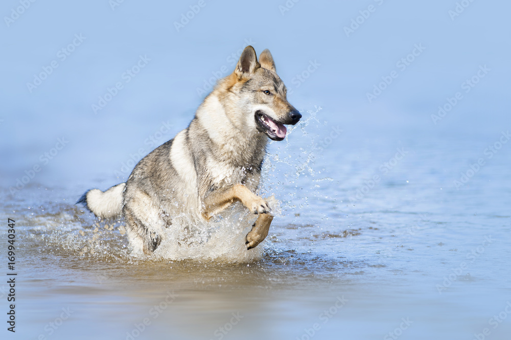 czhekhoslovakian wolfdog in water czhekhoslovakian wolfdog in water