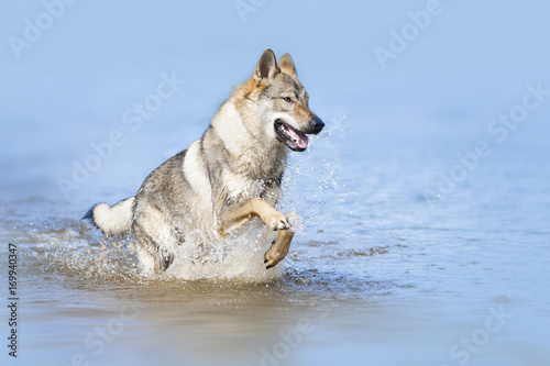 czhekhoslovakian wolfdog in water photo