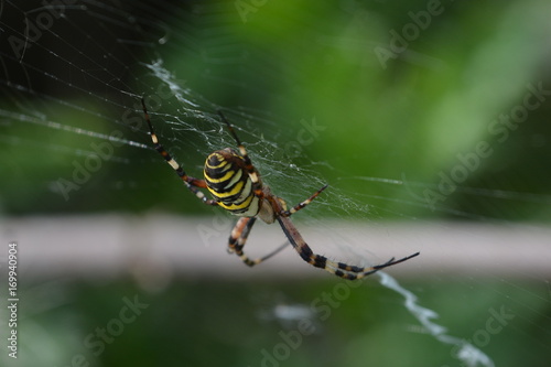 Tiger or wasp spider in web