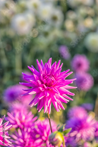 Fototapeta Naklejka Na Ścianę i Meble -  Bright pink dahlia. Nature background. Evening light