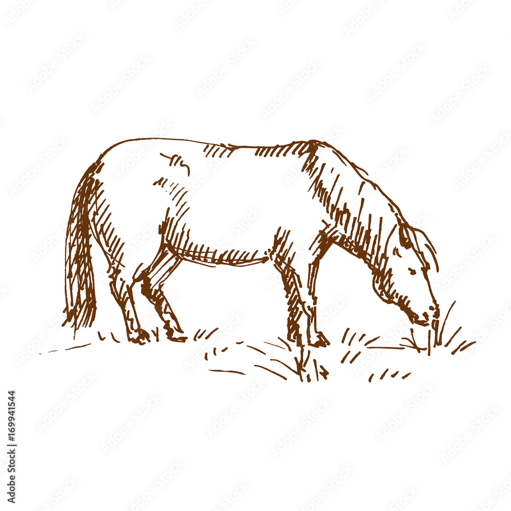 Hand drawn horse. Horse eating grass. Sketch, vector illustration. Hand drawn horse. Horse eating grass. Sketch, vector illustration.
