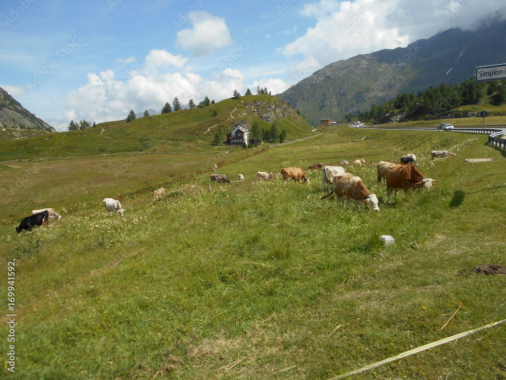 Cows in Switzerland