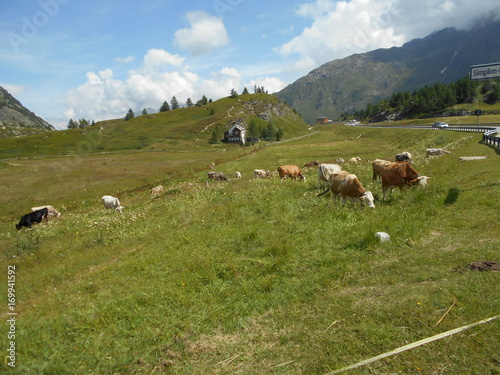 Cows in Switzerland
