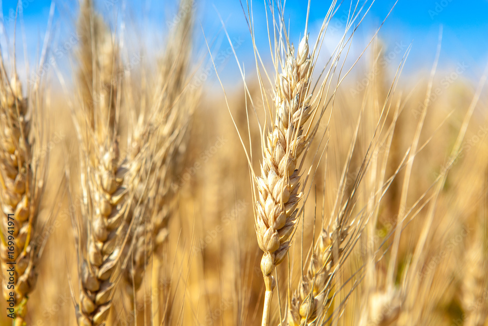 Fototapeta premium Gold wheat field and blue sky