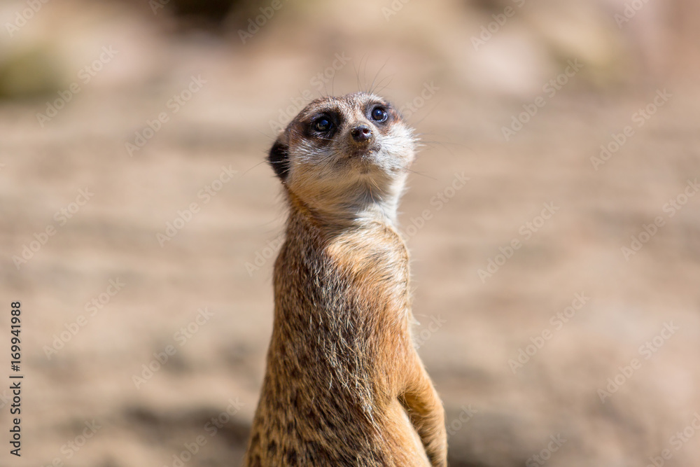 Curious meerkat in the wild Curious meerkat in the wild