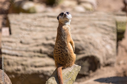 Curious meerkat in the wild © Patryk Kosmider