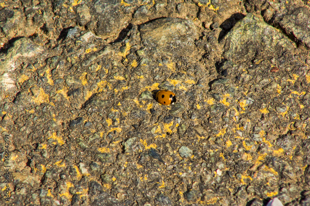Obraz premium Yellow ladybug on the asphalt on a summer day