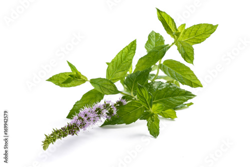 Mint plant with flowers photo