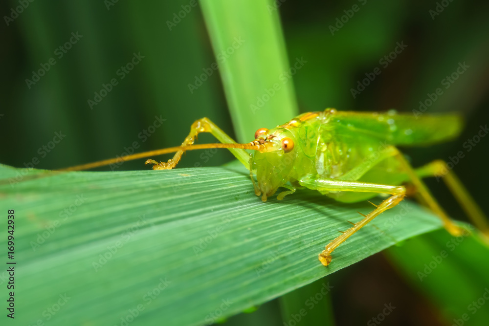 GrassHopper in macro style GrassHopper in macro style