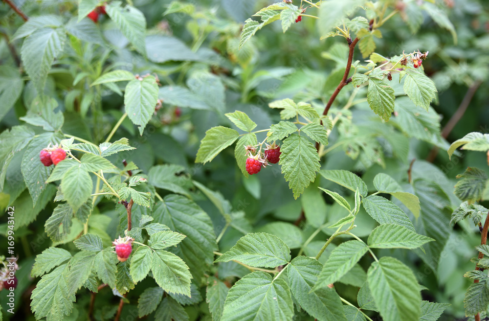 Raspberry plant with fruits.