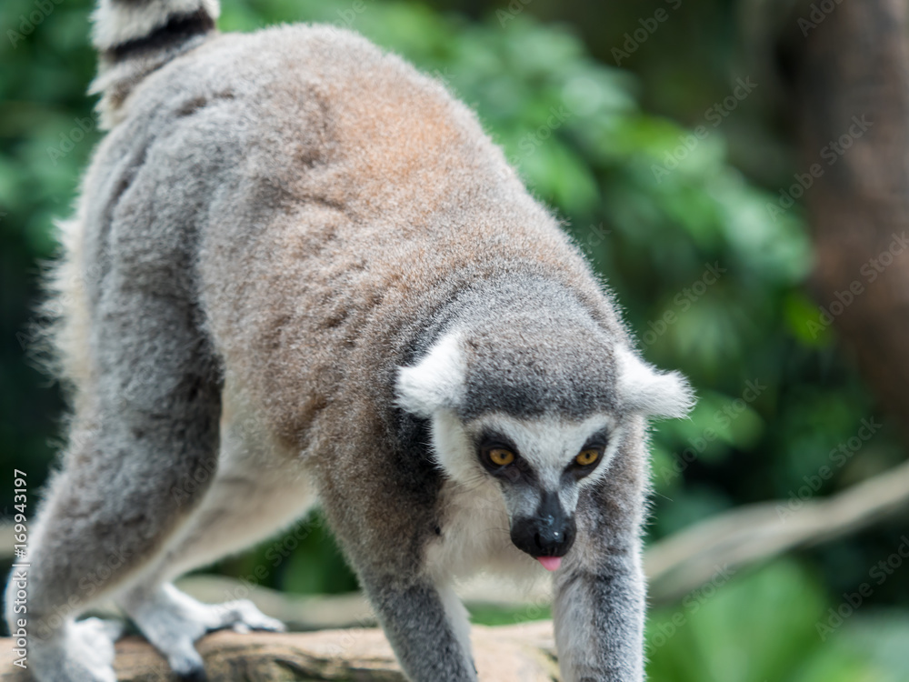 beautiful black and white ring-tailed lemur close up profile