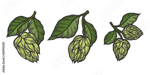 hops and leaves