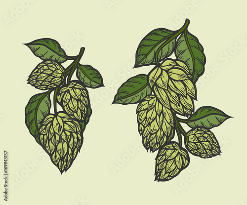 hops and leaves