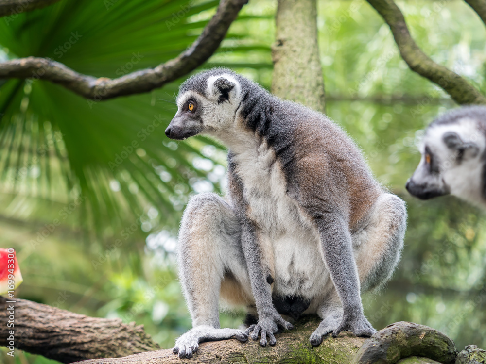 Obraz premium beautiful black and white ring-tailed lemur close up profile