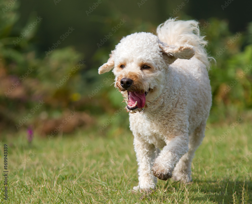 Cavapoo dog walking in a field