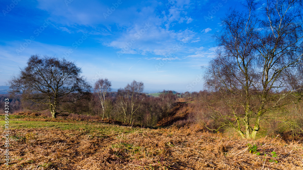 Obraz premium Winter woodlands view