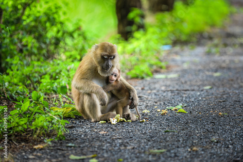 Monkey mom and her baby © sitthipong