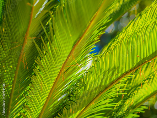 And vivid picture of palm leaves.