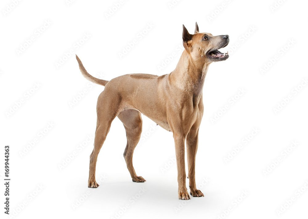 Dog. Young Thai Ridgeback dog on white backgrond