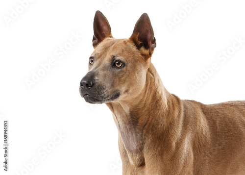 Dog. Young Thai Ridgeback dog on white backgrond