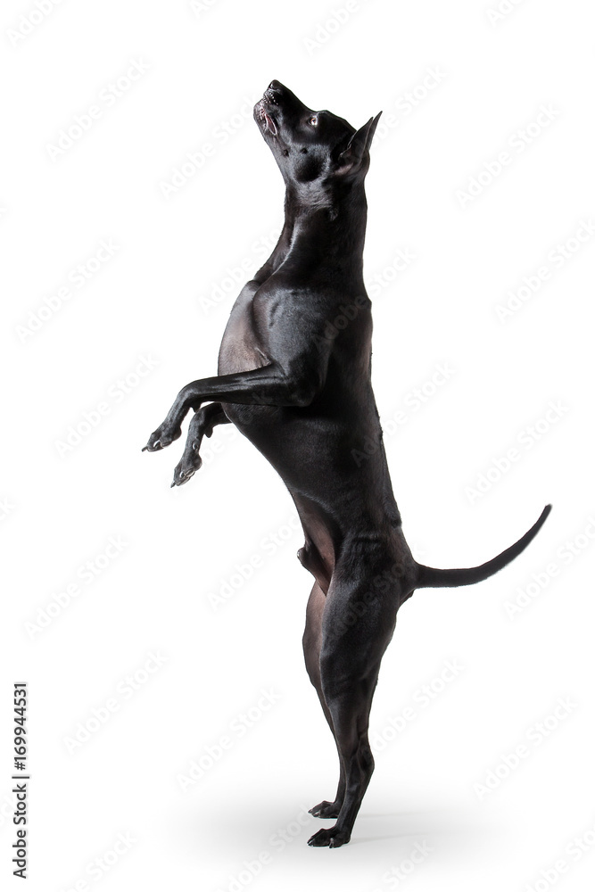 Dog. Young Thai Ridgeback dog on white backgrond Dog. Young Thai Ridgeback dog on white backgrond