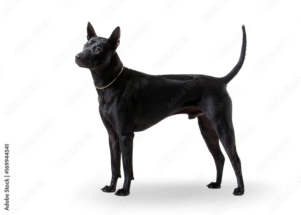 Dog. Young Thai Ridgeback dog on white backgrond Dog. Young Thai Ridgeback dog on white backgrond
