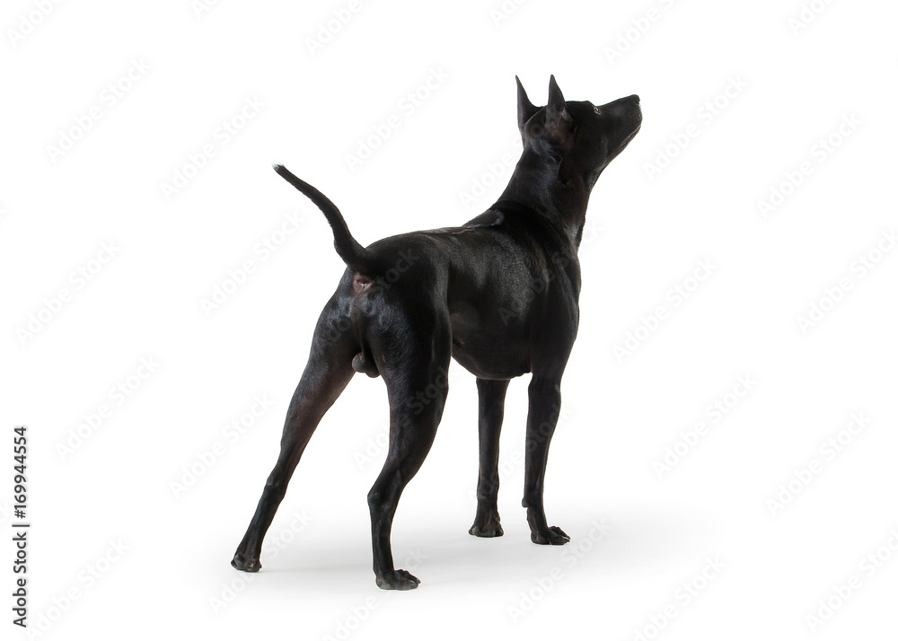 Dog. Young Thai Ridgeback dog on white backgrond Dog. Young Thai Ridgeback dog on white backgrond