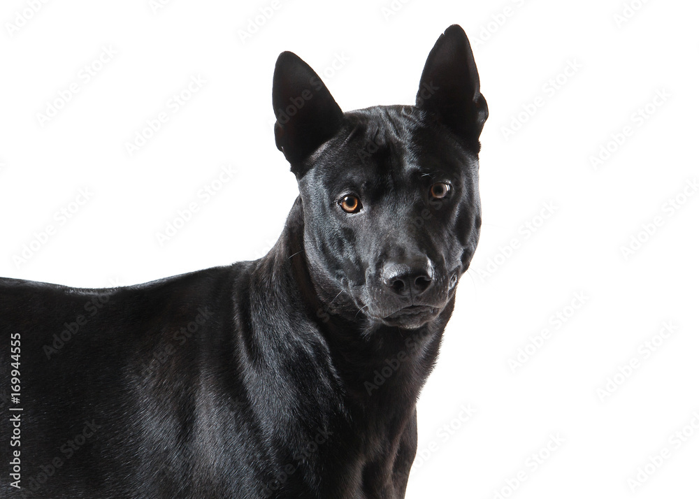 Dog. Young Thai Ridgeback dog on white backgrond