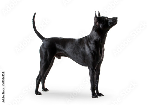 Dog. Young Thai Ridgeback dog on white backgrond