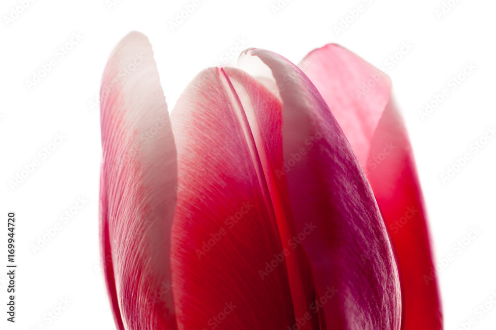 Fototapeta na białym tle różowy fioletowy kwiat tulipana, białe tło. zbliżenie, studio strzał