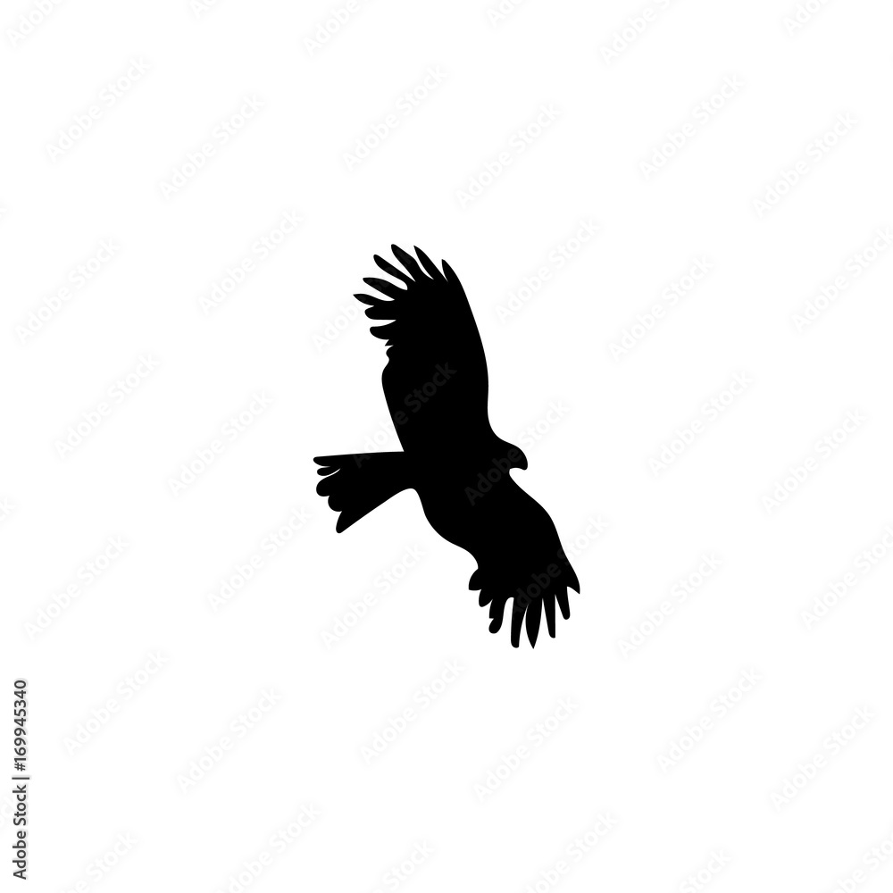 bird soars in the sky bird soars in the sky