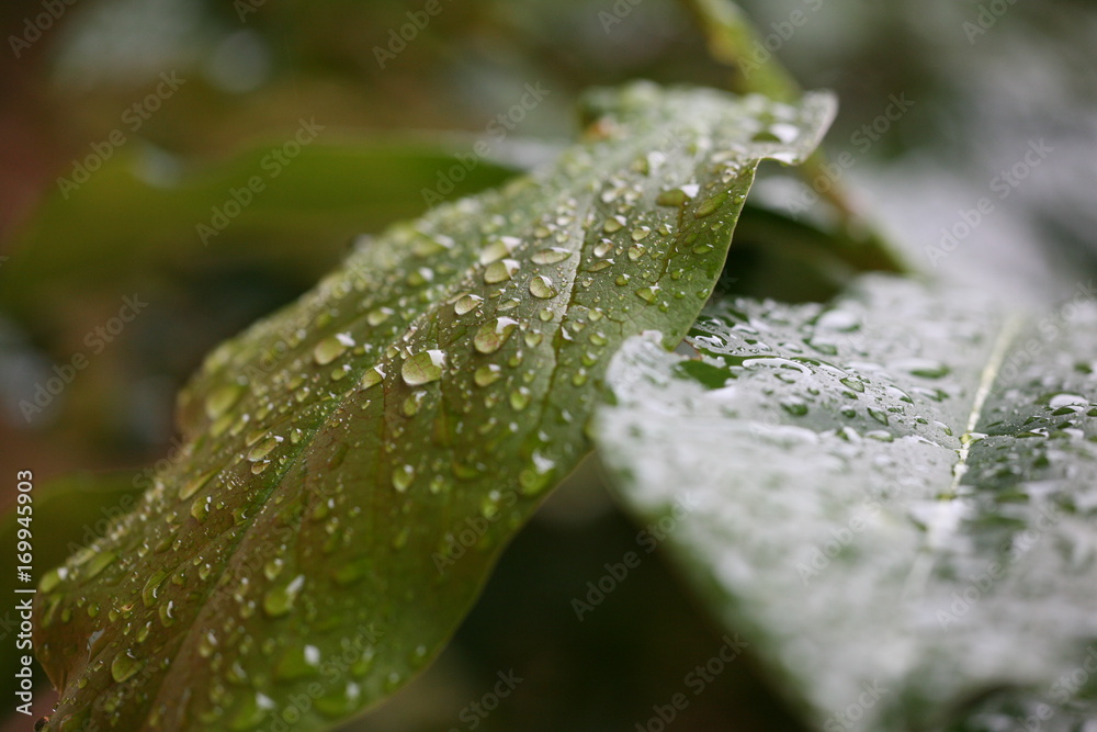 raindrops on leaves raindrops on leaves
