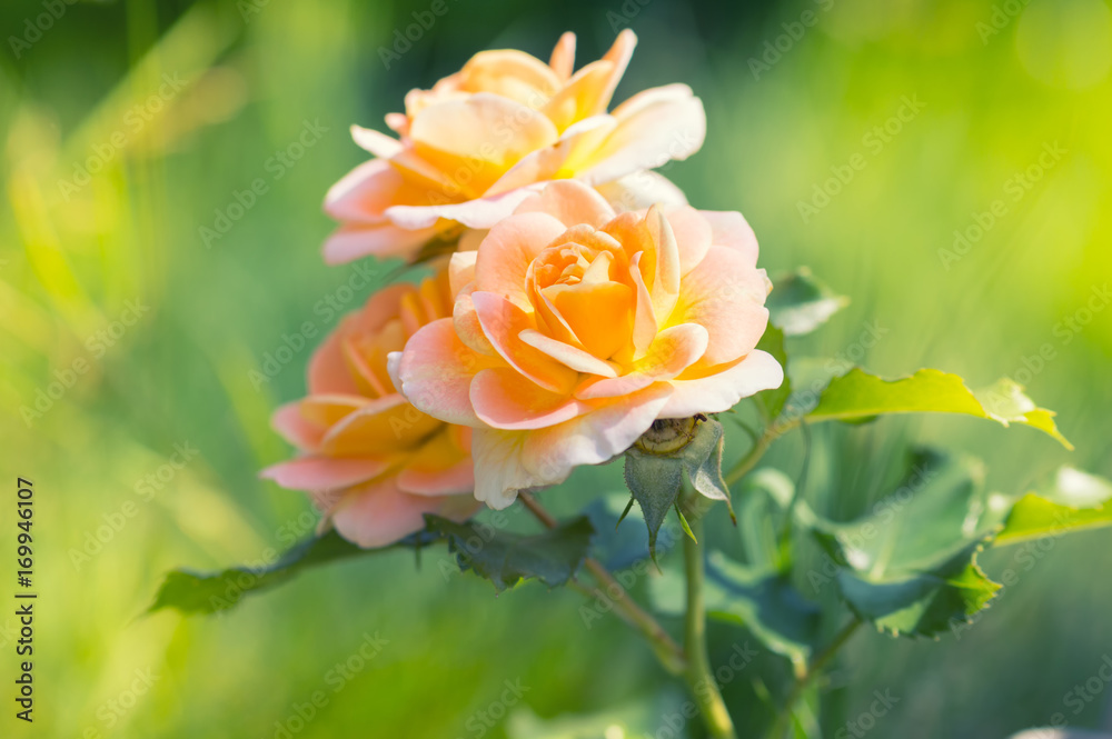 Gently yellow roses on a blurred background. Gently yellow roses on a blurred background.