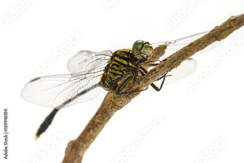 dragonfly perched on a tree branch