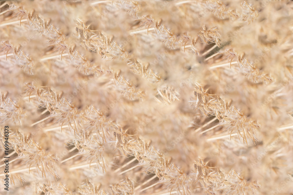 Fototapeta premium Fluffy dry plant