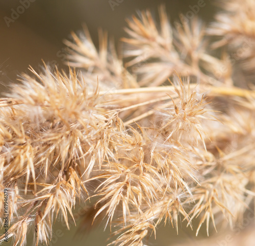 Fluffy dry plant