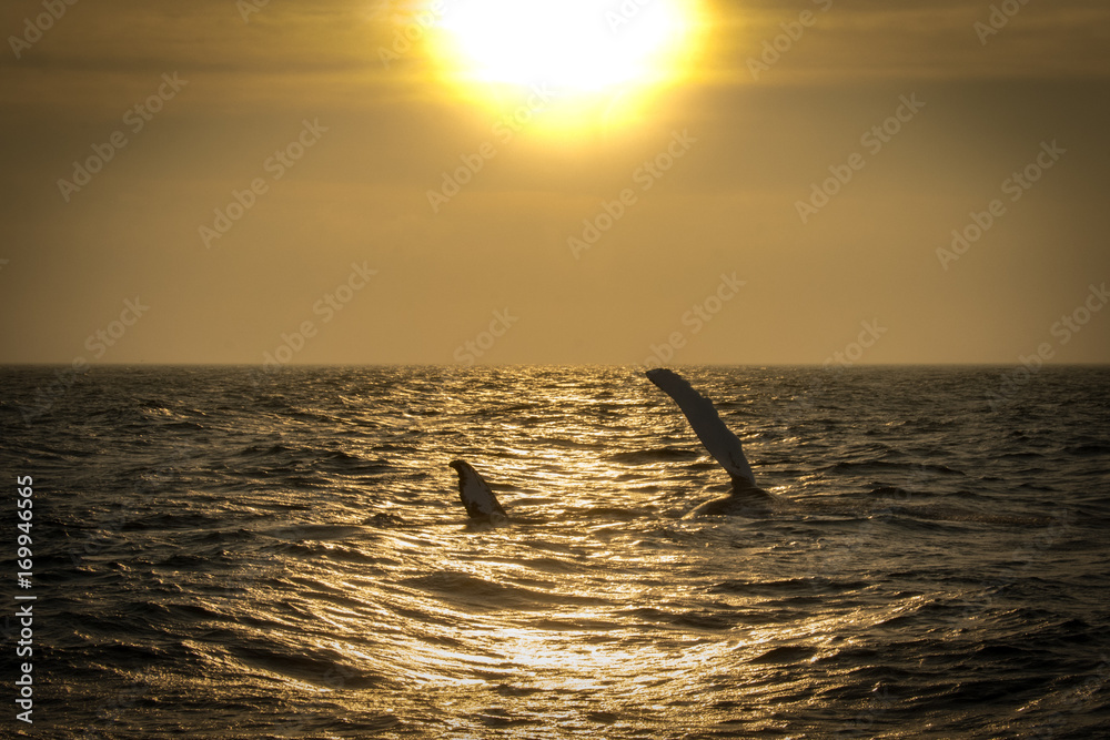 Obraz premium Humpback Whale fin slapping at sunset in Cape Cod.