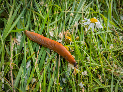 Nacktschnecke im Gras