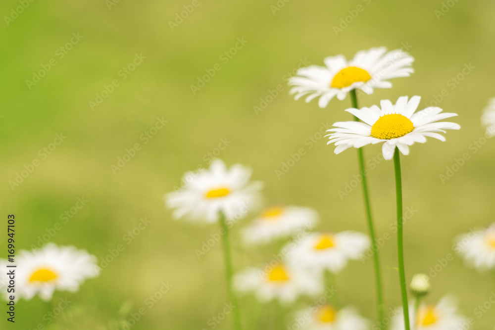 Field chamomiles on a gentle background. Field chamomiles on a gentle background.