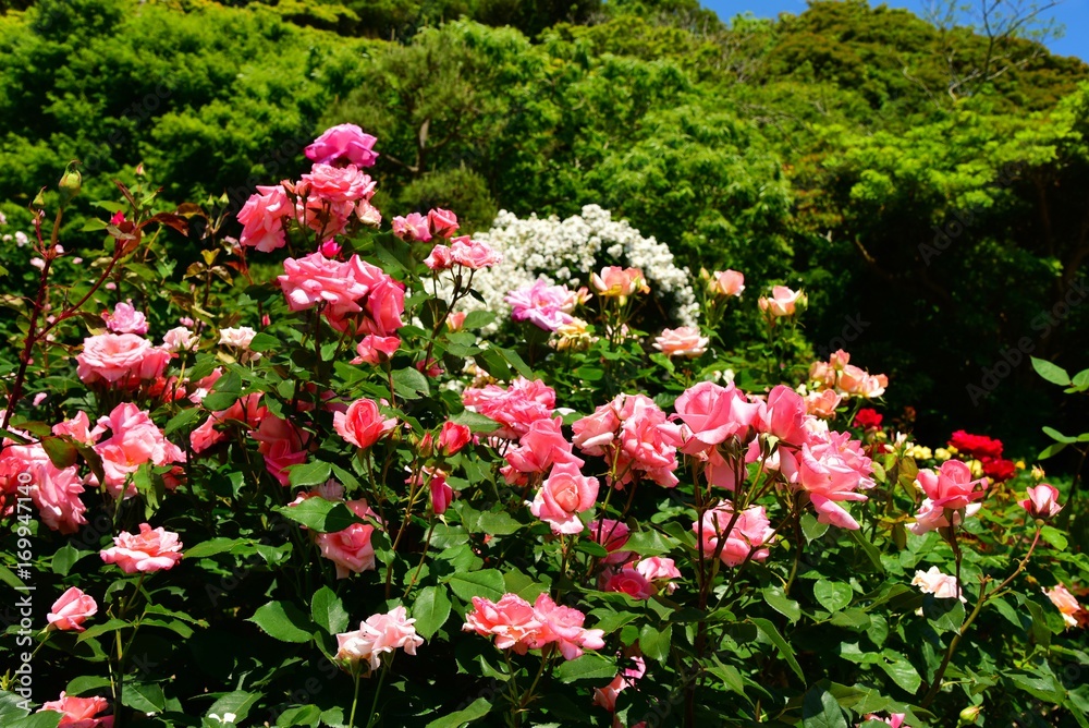 鎌倉の薔薇 鎌倉の薔薇
