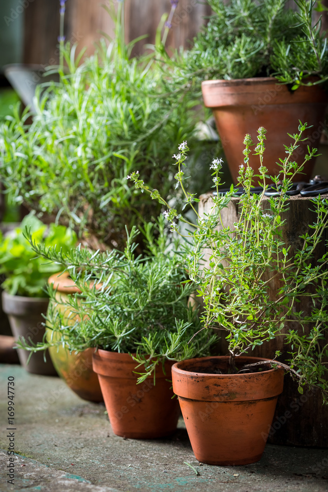 Fototapeta Własnoręcznie wyhodowane i aromatyczne zioła w ogródku letnim