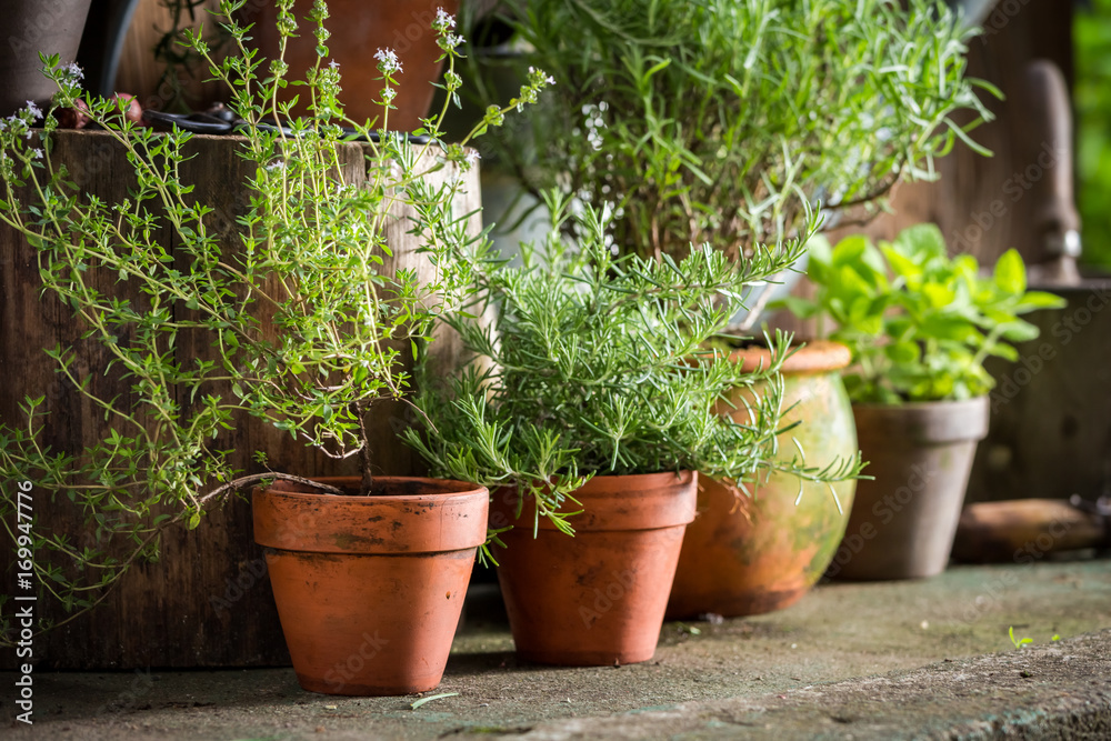 Aromatic and healthy herbs in summer garden