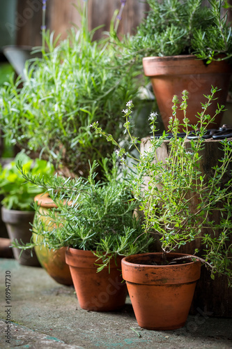 Homegrown and aromatic herbs in summer garden