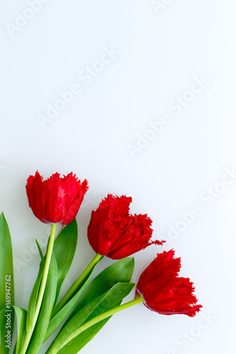 Fototapeta Naklejka Na Ścianę i Meble -  Red tulips on a white background. Space for text. Postcard