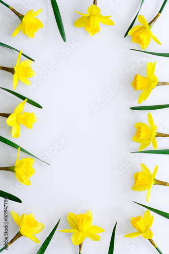 Fototapeta Naklejka Na Ścianę i Meble -  Daffodils on white background. Space for text. Postcard