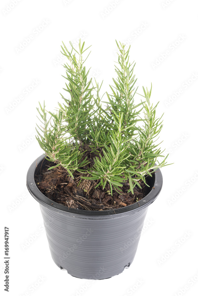 Rosemary tree plants in plastic black flower pot isolated over white background Rosemary tree plants in plastic black flower pot isolated over white background
