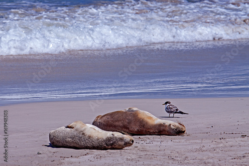 Seelöwen am Strand von Seal Bay