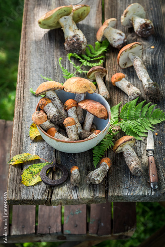 Noble wild mushrooms with green fern from forest